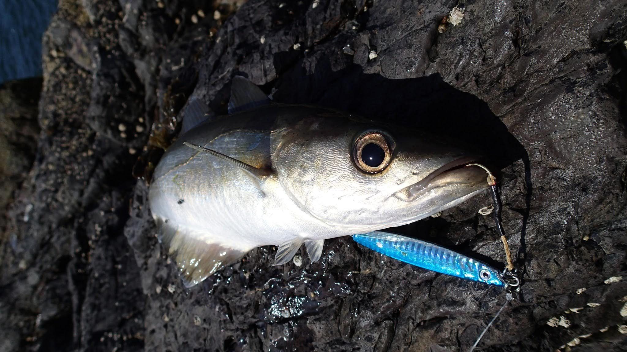 Details about   Tronixpro HTO Shore Jigs 5g Bass Mackerel Pollock Lures 40g LRF- HRF 