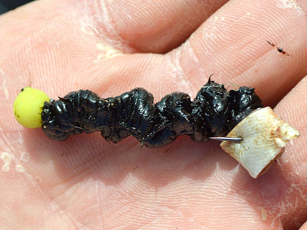 Black lugworm tipped with bluey