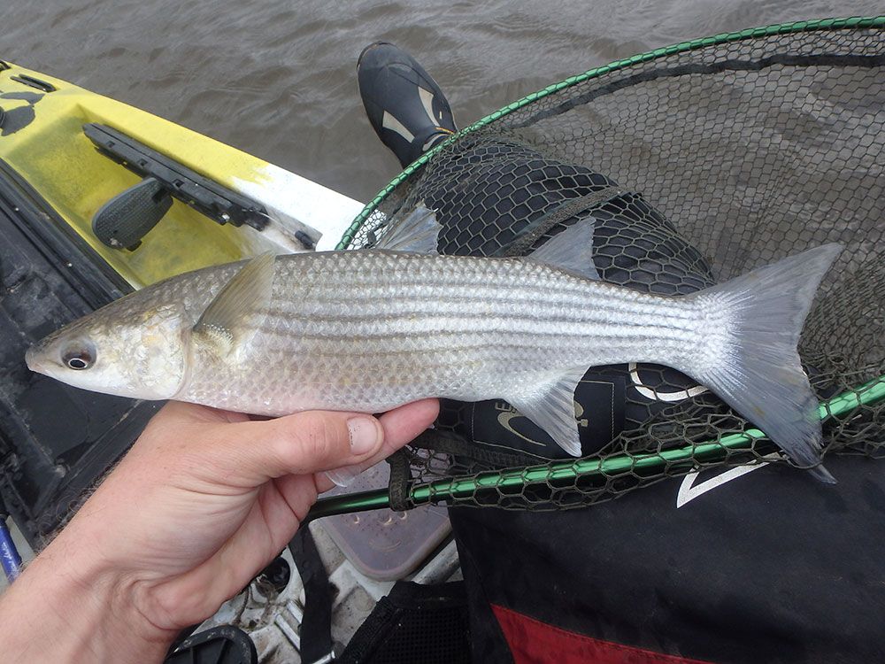 Mullet fishing success