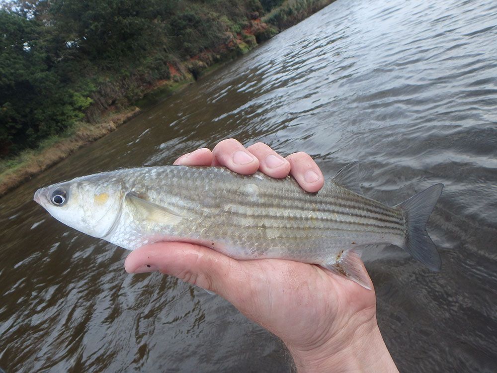 Golden Grey Mullet