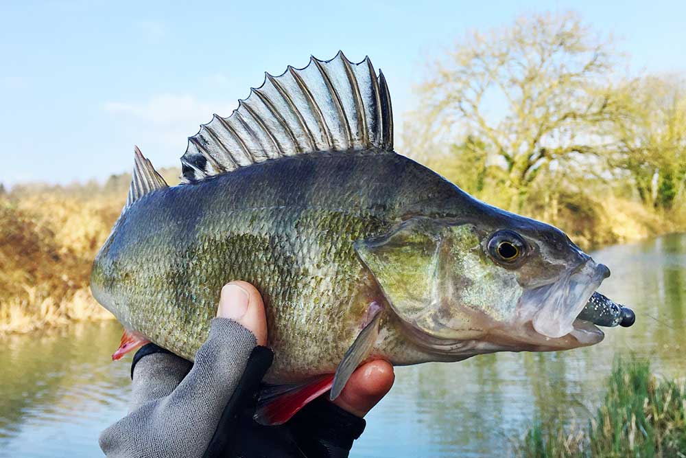 Canal Lure Fishing - Adam Kirby - HTO Lures - TronixFishing