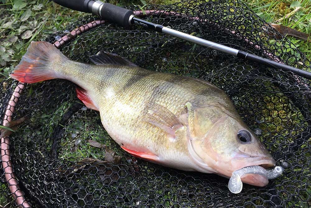 peche au leurre canal