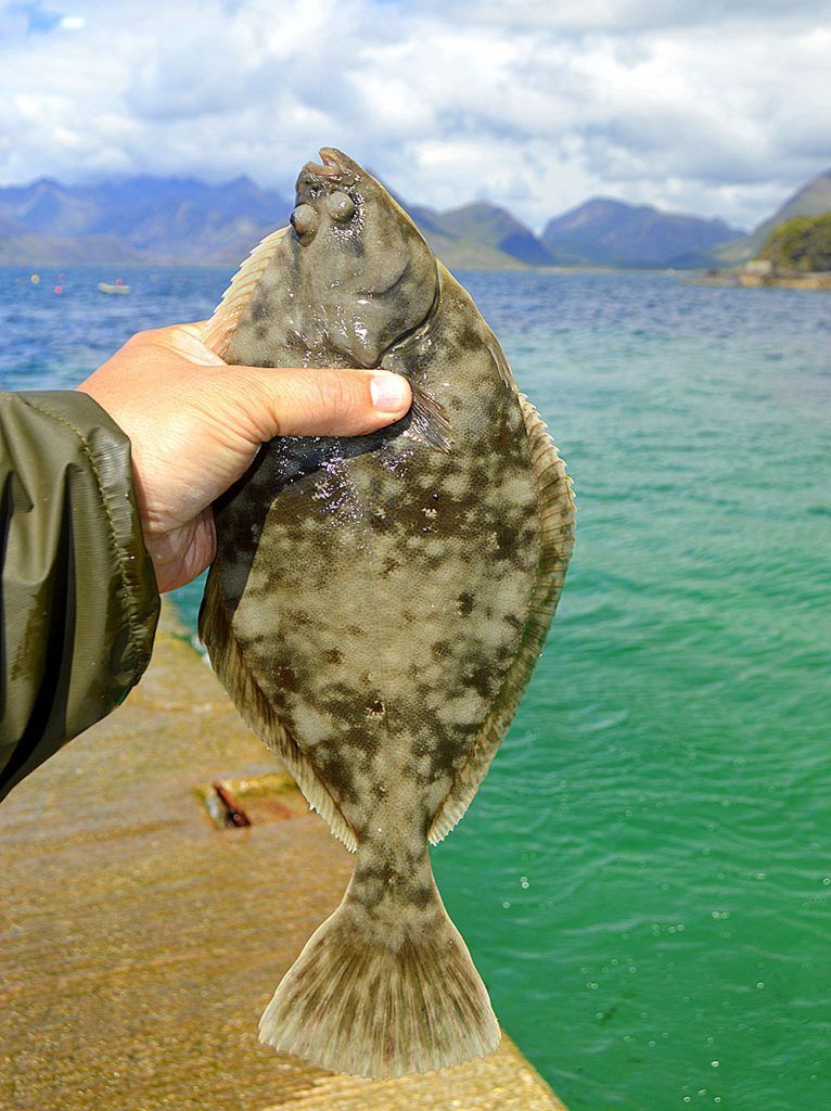 Light Rock Fishing for Flatfish - Jake Schogler - HTO - TronixFishing