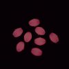 Vercelli Soft Oval Glow Beads - Pink | XXLarge | 10 x 7mm | 6 Per Pack