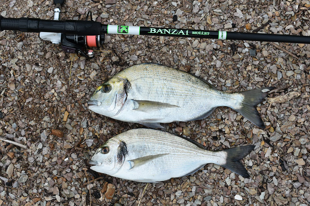 Gilthead Bream