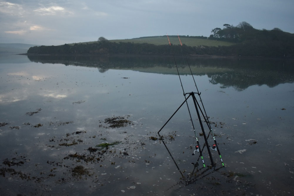 Gilthead Habitat