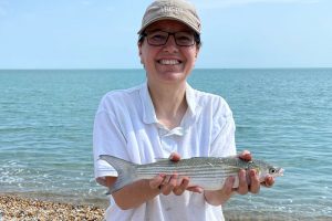 Golden Grey Mullet