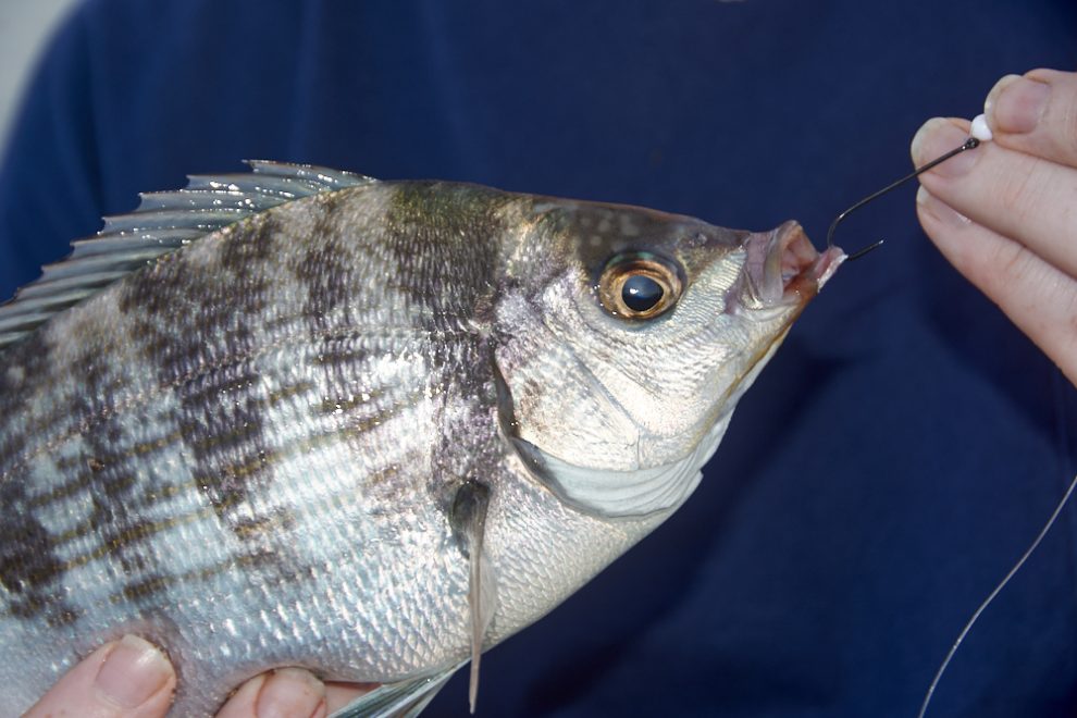 Black Bream Fishing - Tronixpro Know How - Tronixpro - TronixFishing