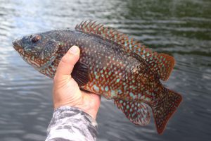 Shore Wrasse Fishing