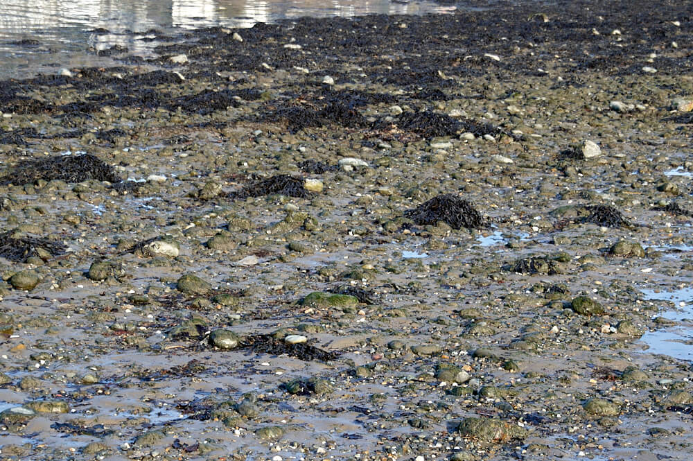 Estuary rough ground around tidal areas