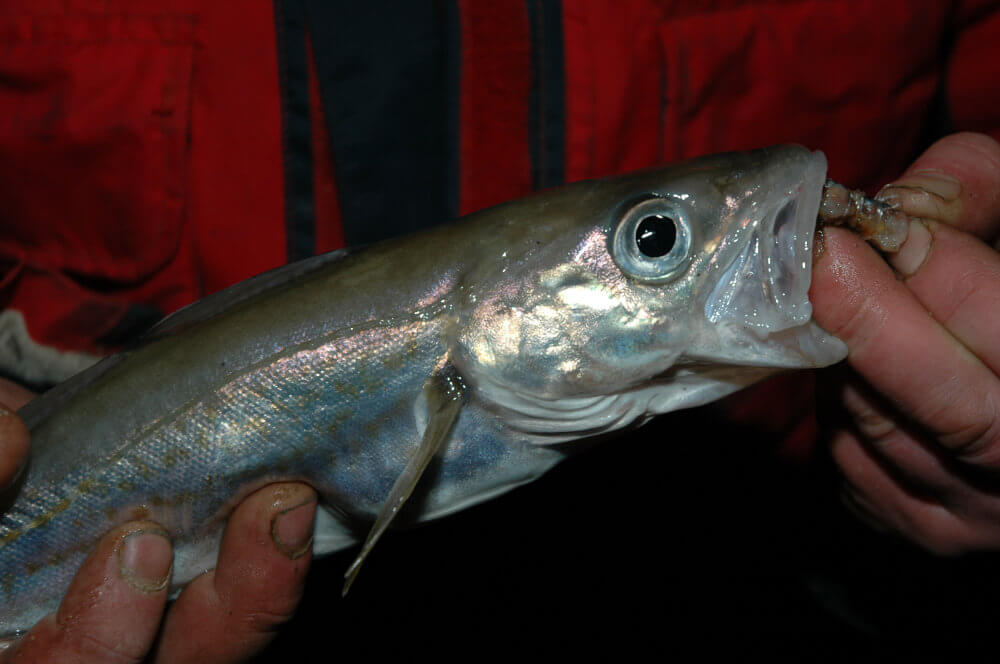 Shore Fishing For Whiting Tactics - Sea Fishing - TronixFishing