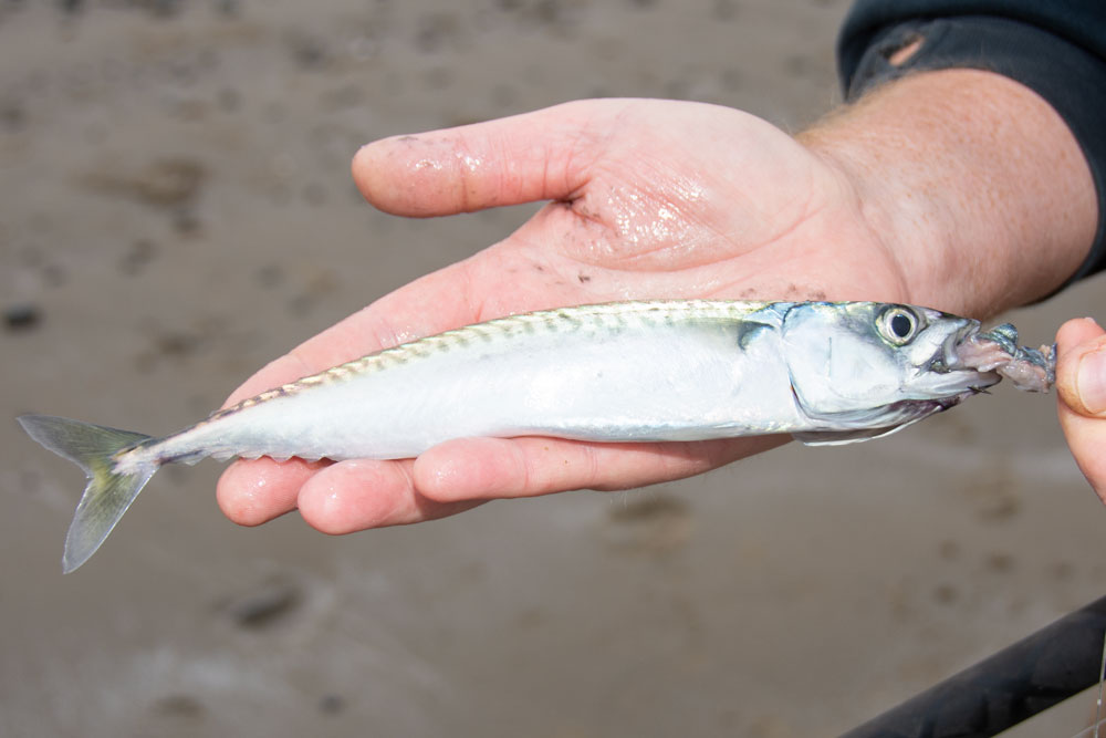 Top Tips for Catching Shore Mackerel - Tronix Fishing