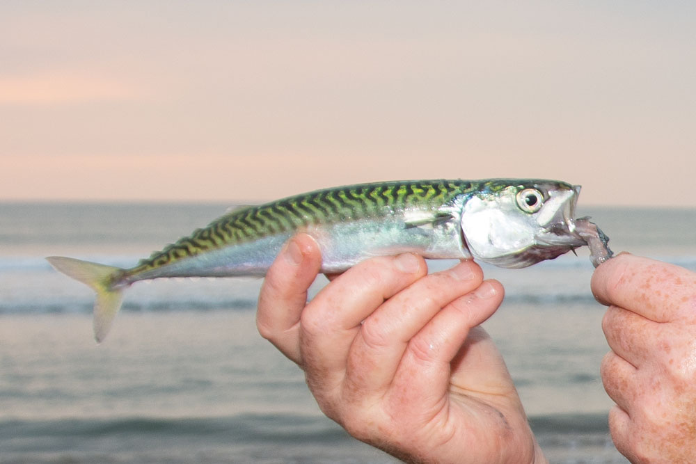 https://www.tronixfishing.com/wp-content/uploads/2023/06/tfk-mackerel-2.jpg