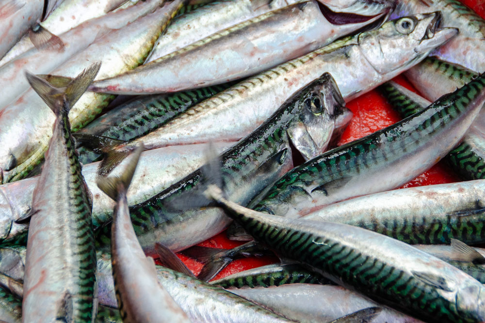 Top Tips for Catching Shore Mackerel - Tronix Fishing