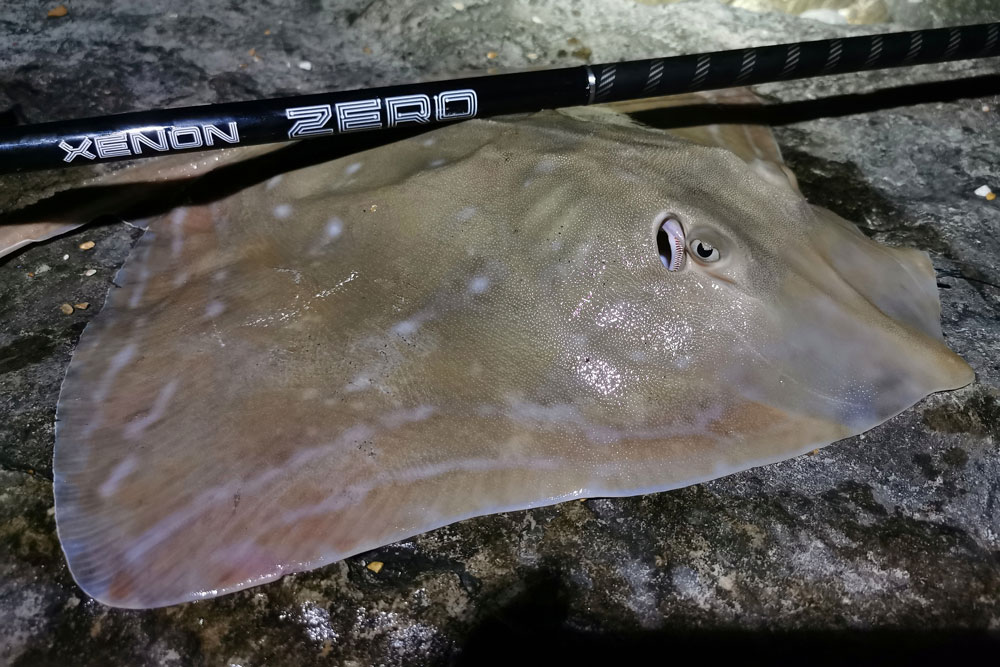 Small Eyed Ray