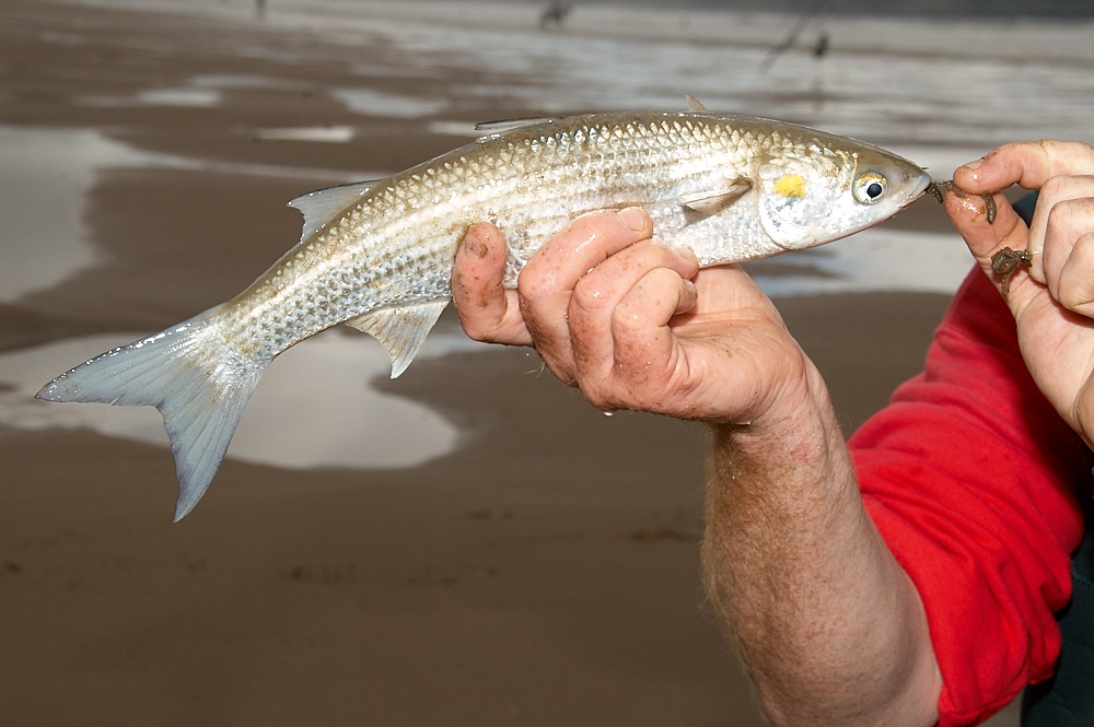 Golden Grey Mullet