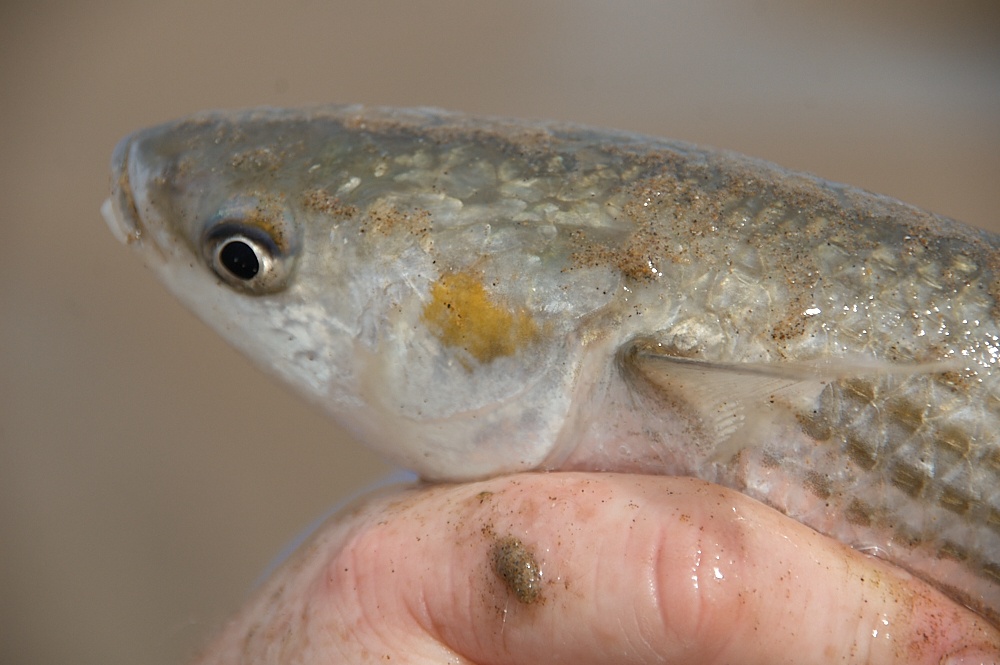 Golden Grey Mullet