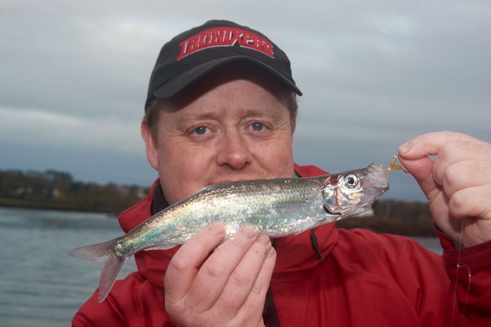 Fishing For Herring - Simple Fishing Guides - Tronixpro